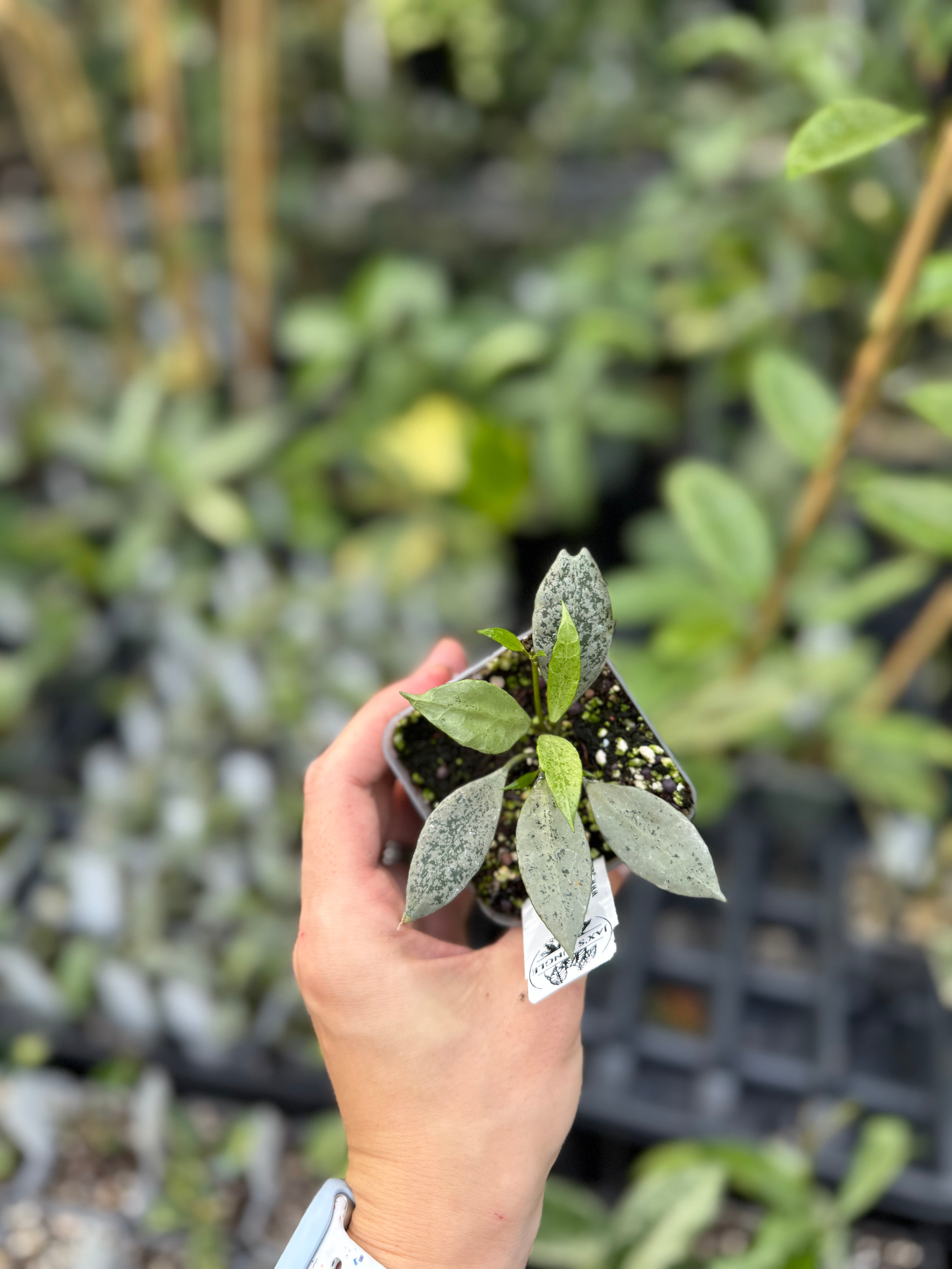 Hoya lacunosa 'Leopard Skin' – Jax's Jungle