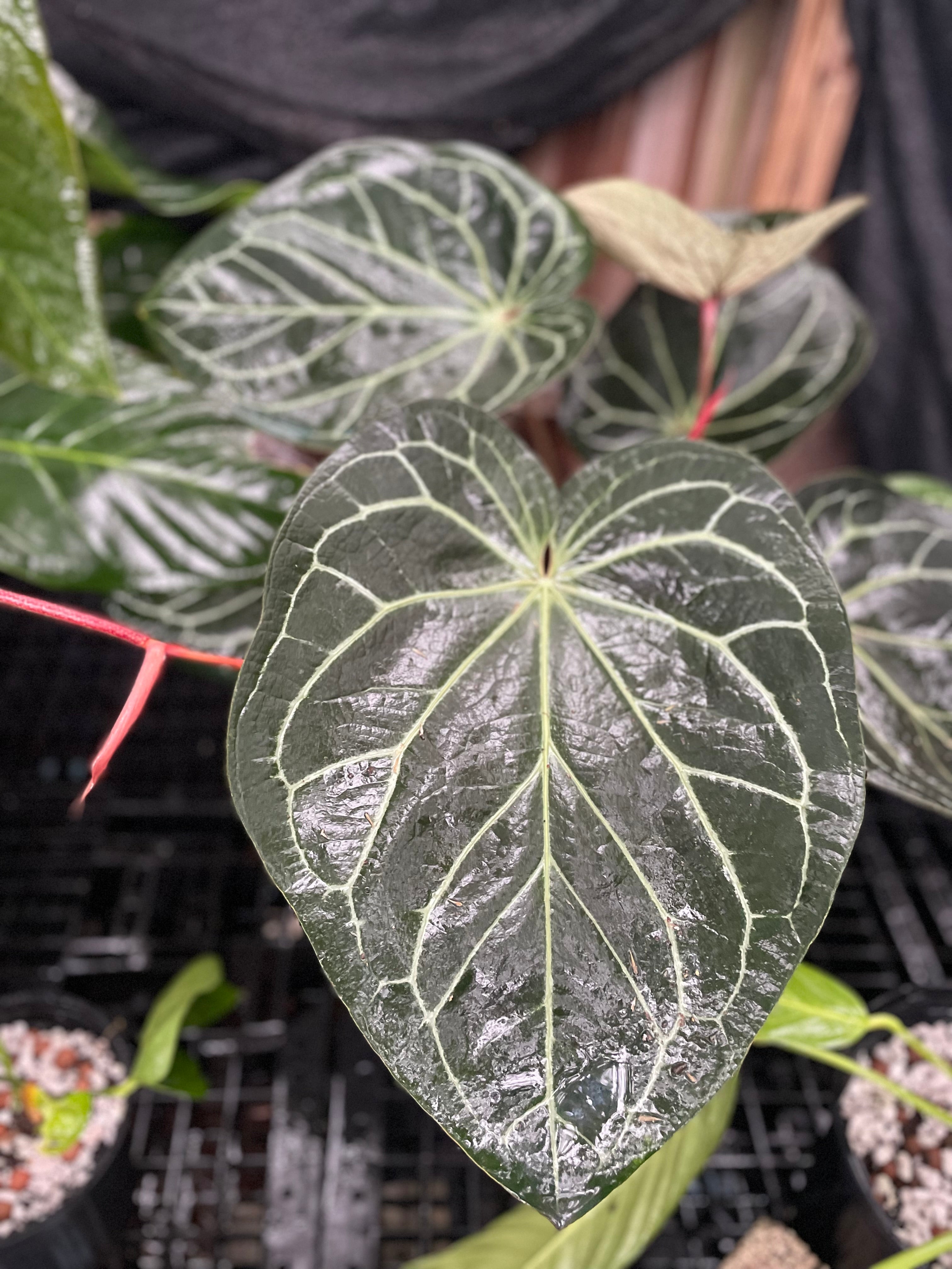 Anthurium doc block noid seedling – Jax's Jungle