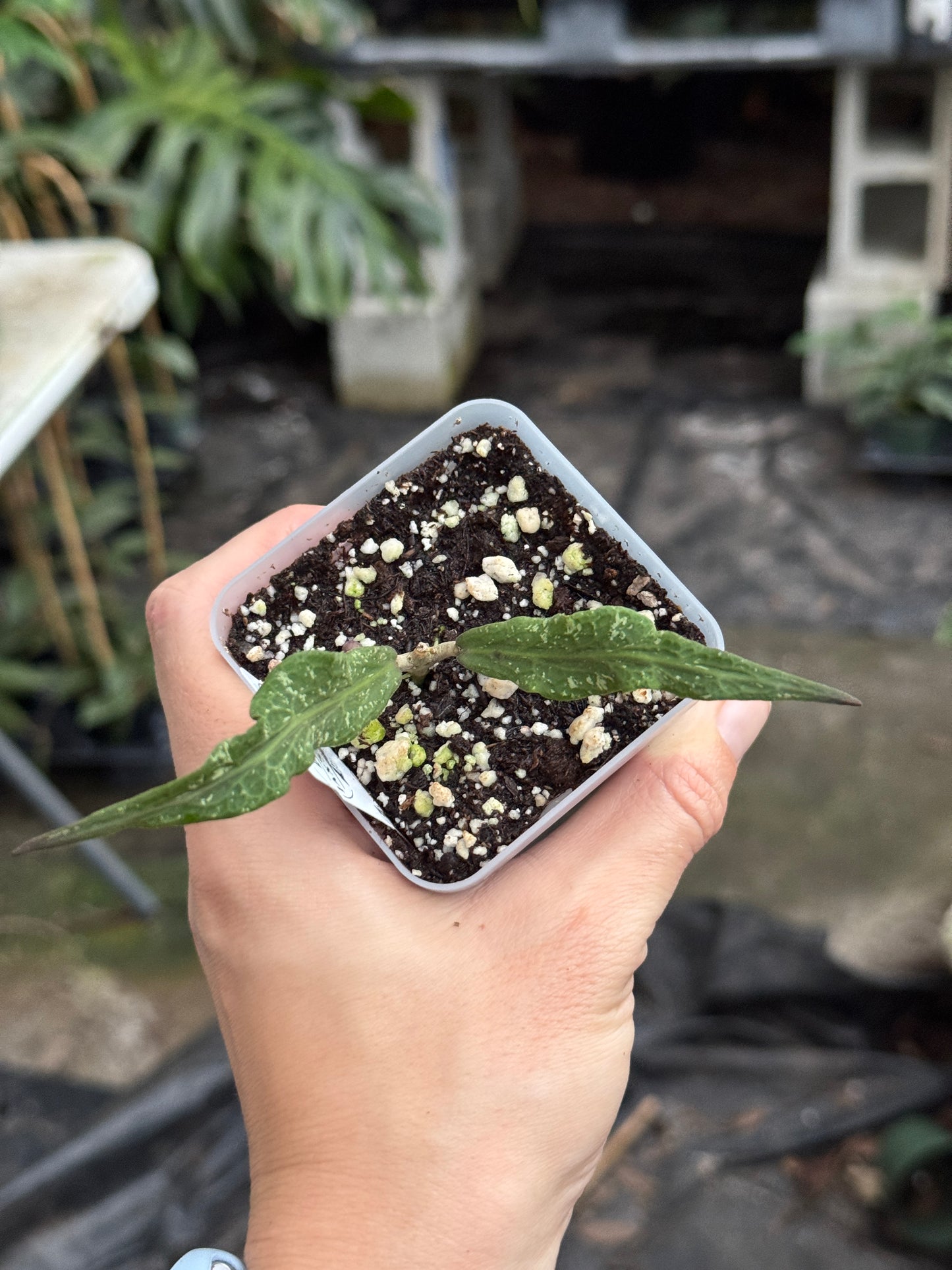 Hoya sp. Blang Bleke 'Z3'