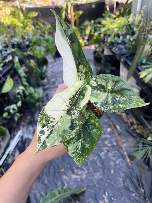 Alocasia Dragon Scale Variegated