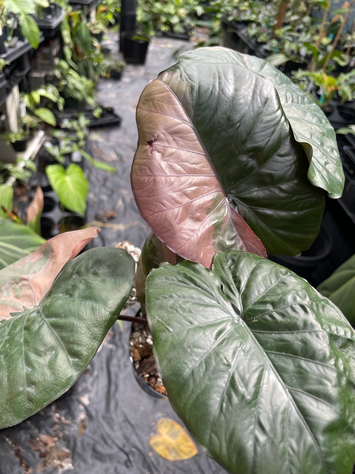 Alocasia serendipity variegated