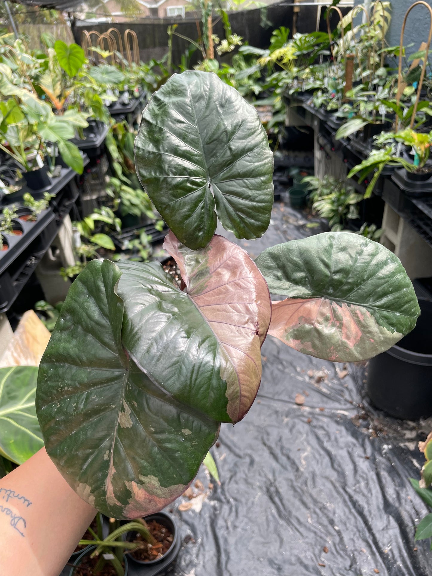 Alocasia serendipity variegated