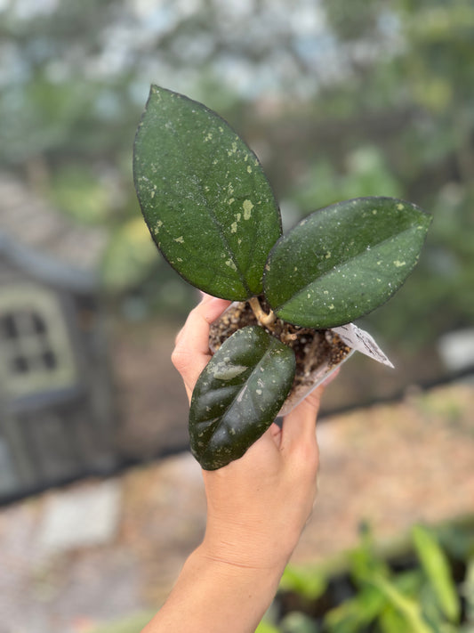 Hoya Ceereen