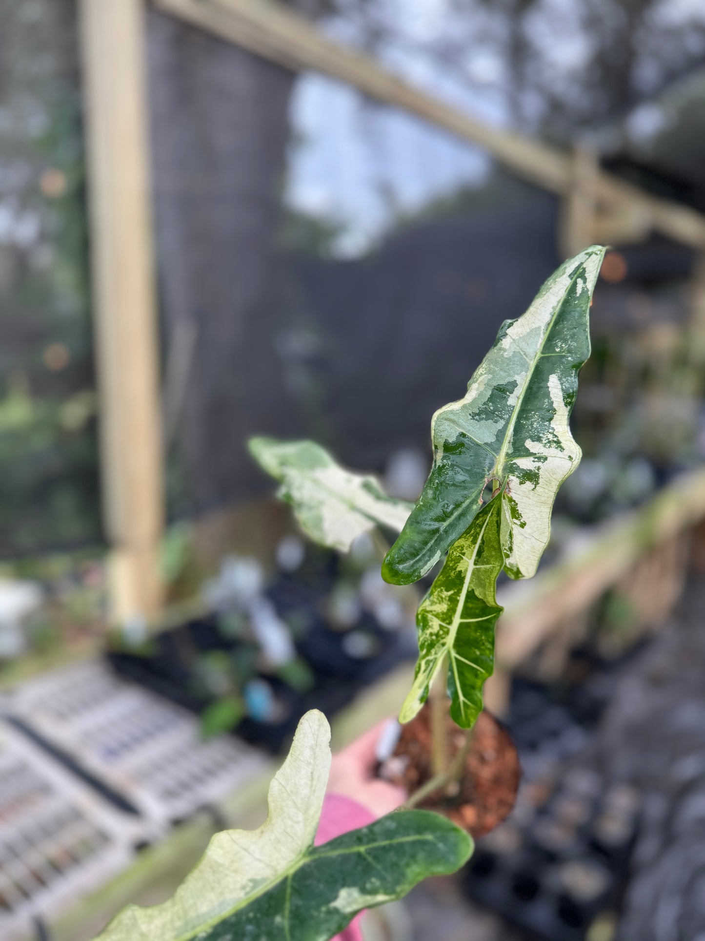 Alocasia Sarian Variegated