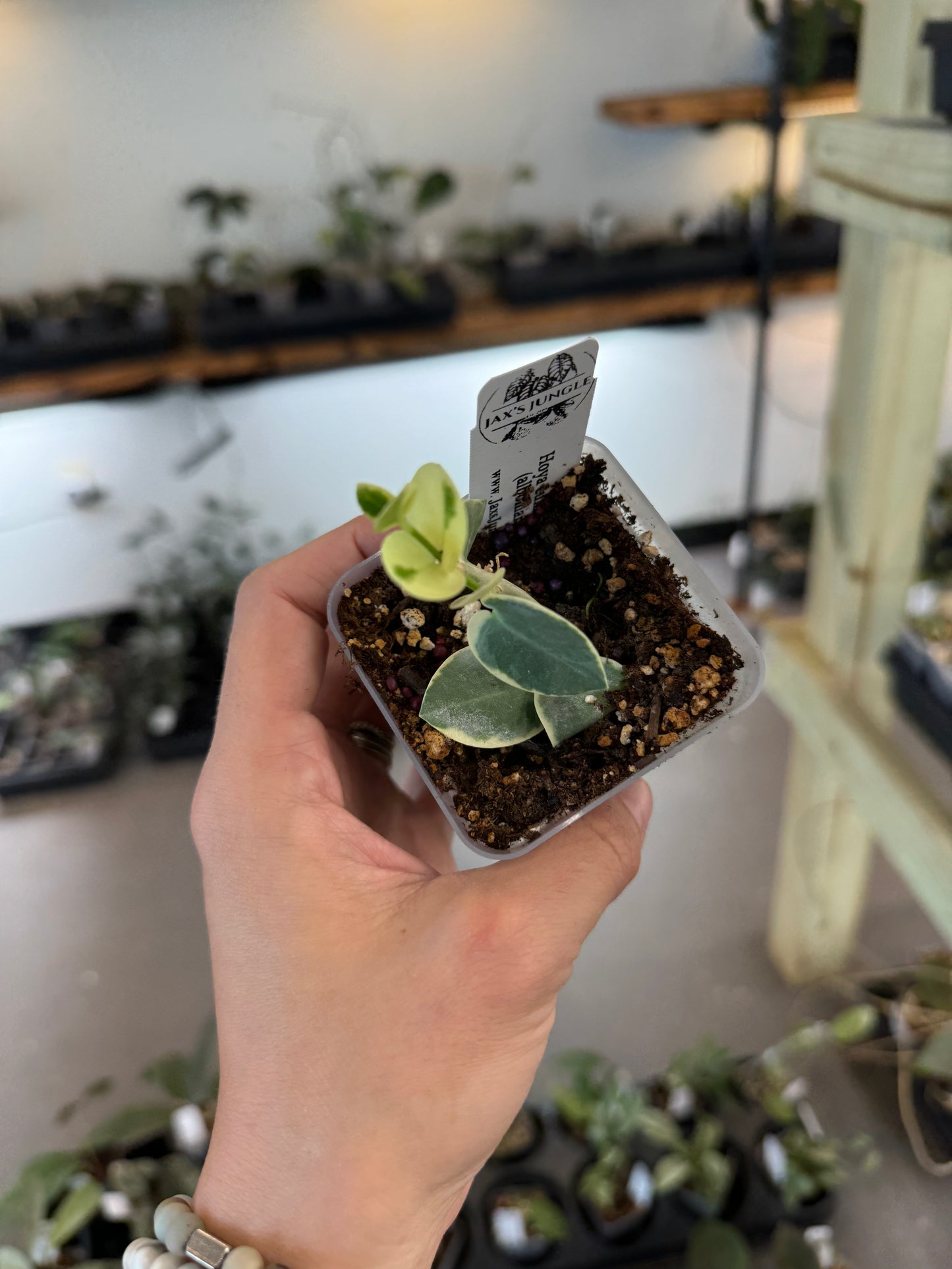 Hoya cummingiana (albomarginata)
