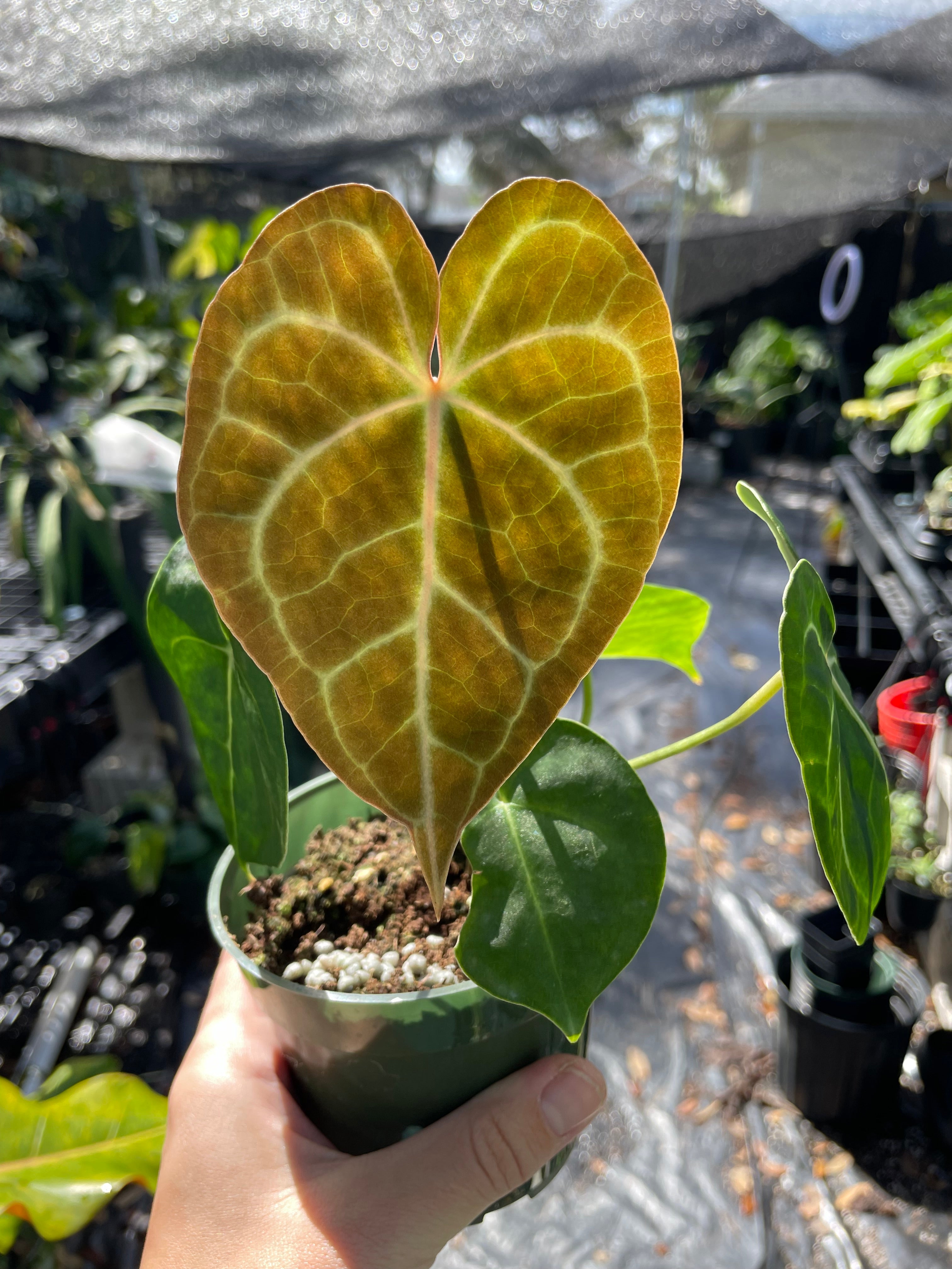 Anthurium good clarinervium