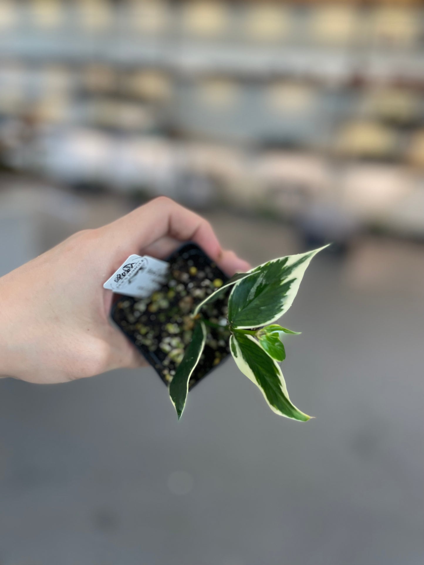 Hoya polyneura albomarginata (outer variegated)