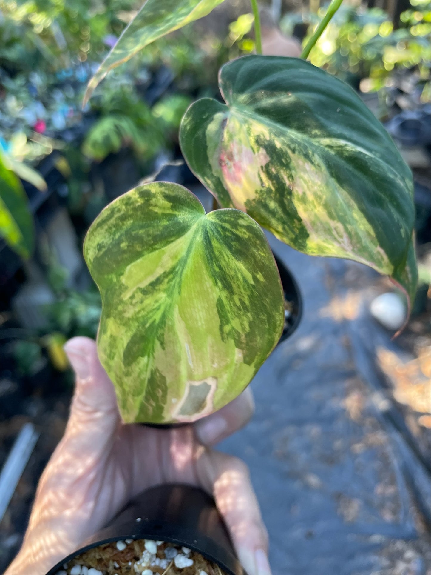 Philodendron micans variegated