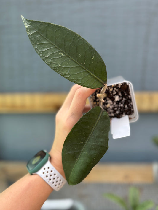 Hoya sp. Gayo Lues NAPC034