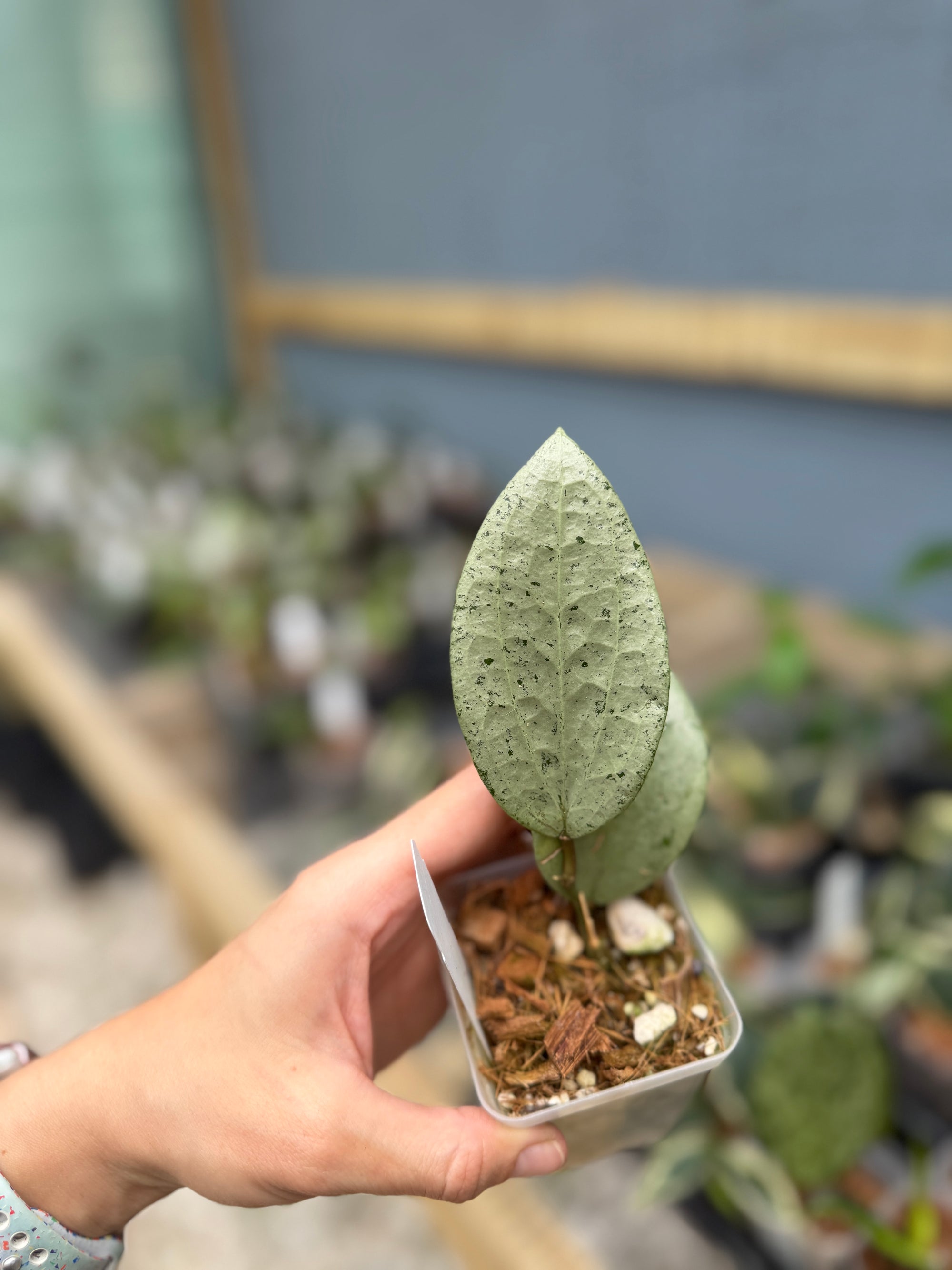 Hoya glabra ‘Gin’ (Silver)