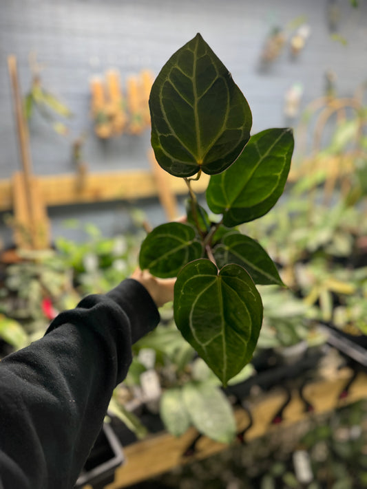 Anthurium  crystallinum