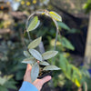 Clear Trellis