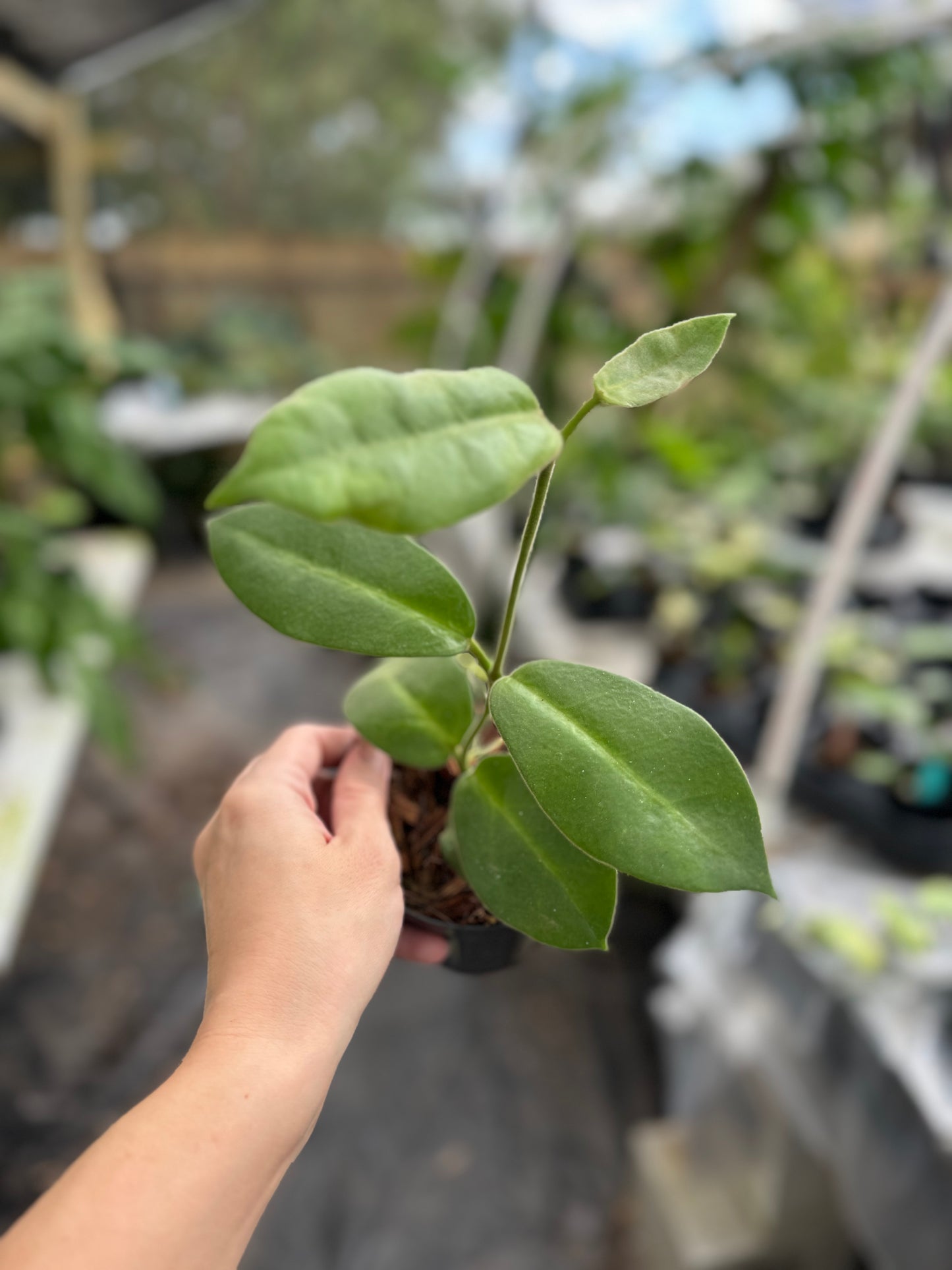 Hoya calycina stargazer