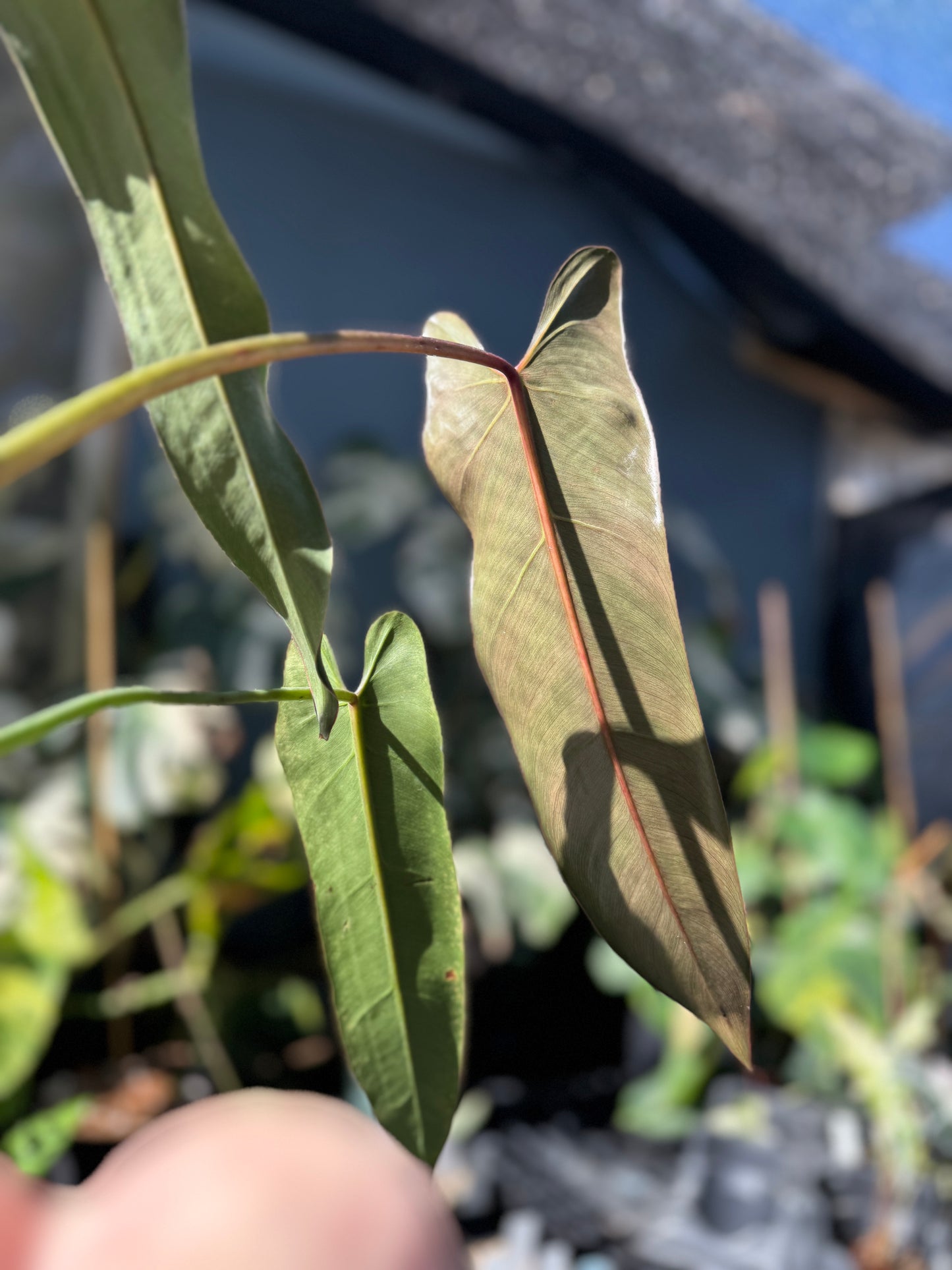 Philodendron Spiritus Sancti