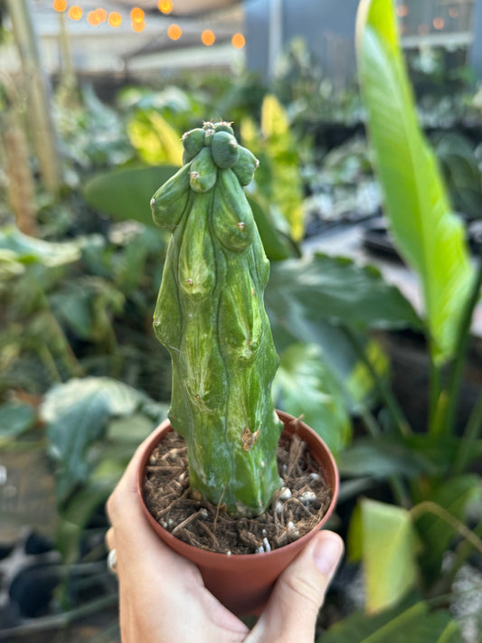 Variegated boobie cactus