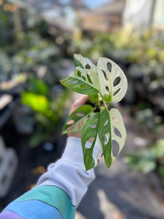 Monstera adansonii (albo)