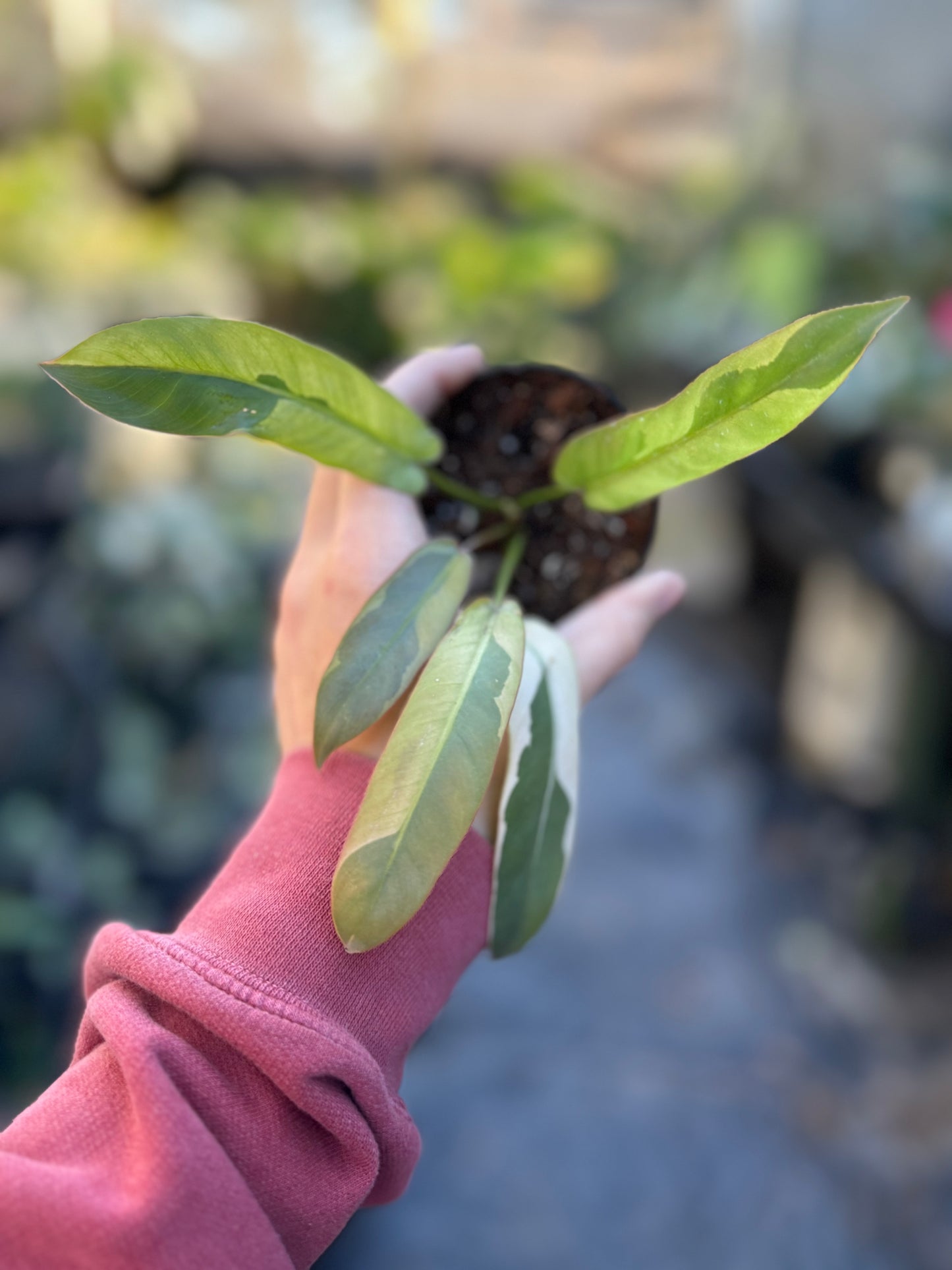 Philodendron atabapoence variegated