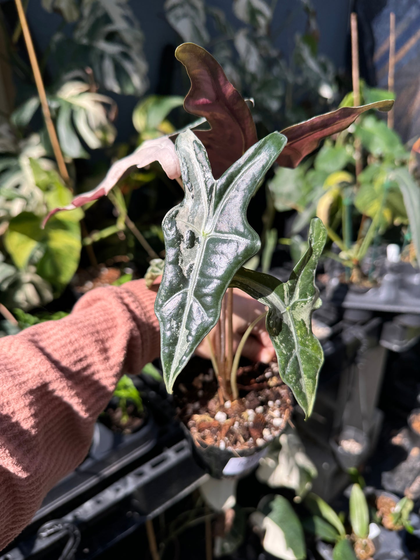 Alocasia Nobilis pink variegated (mother plant)