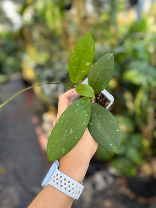Hoya ‘Khon Kaen Ruby’ x Hoya crassipetiolata (seed 03)