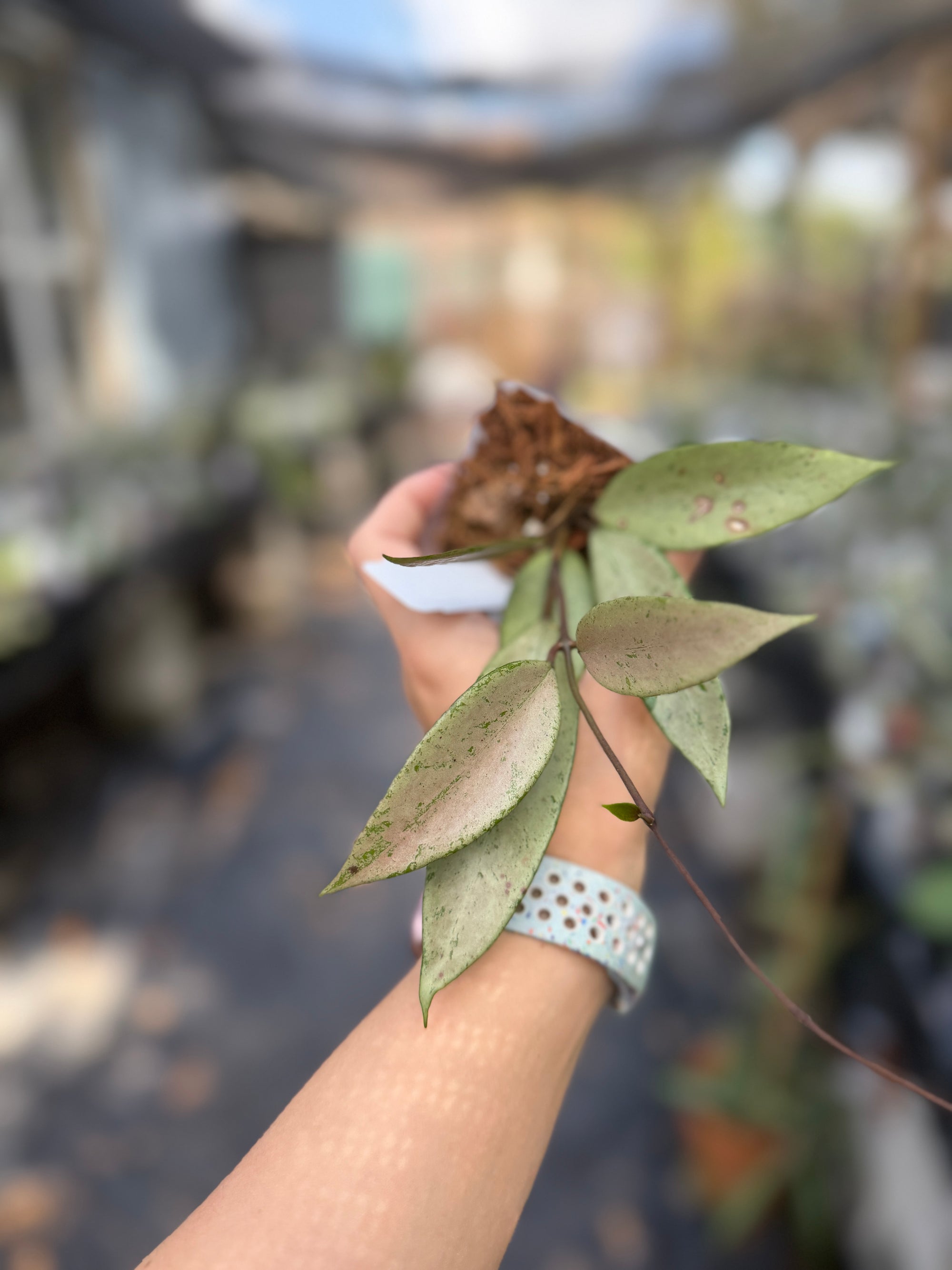 Hoya snow cui (silver)