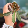 Hoya 'Argentella Luna' (H. Kentiana X H. Lamingtoniae (PNG/Papua))