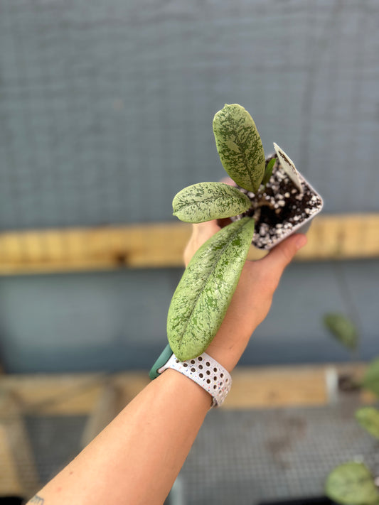 Hoya ‘Lorelai’