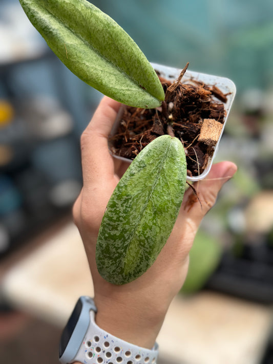 Hoya Jita (silver, variegated) 'Autumn Guava'