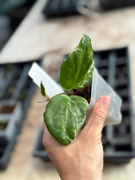 Hoya cv candy