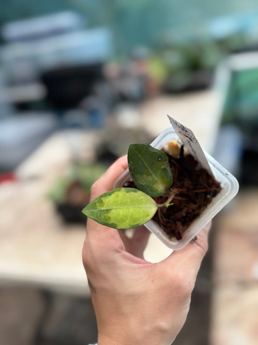 Hoya Elliptica Variegated