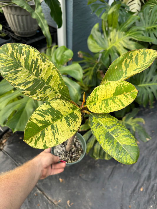 Plumeria Maya Variegated