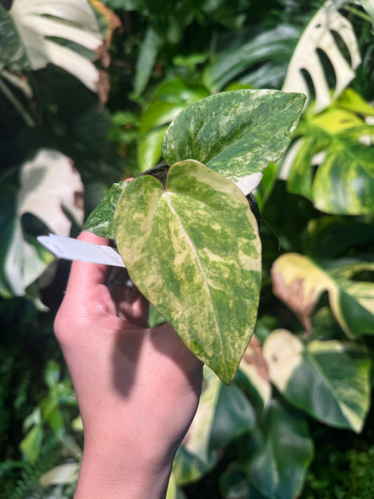 Anthurium (crystallinum  variegated x forgetii) x ‘Velvet Mask’