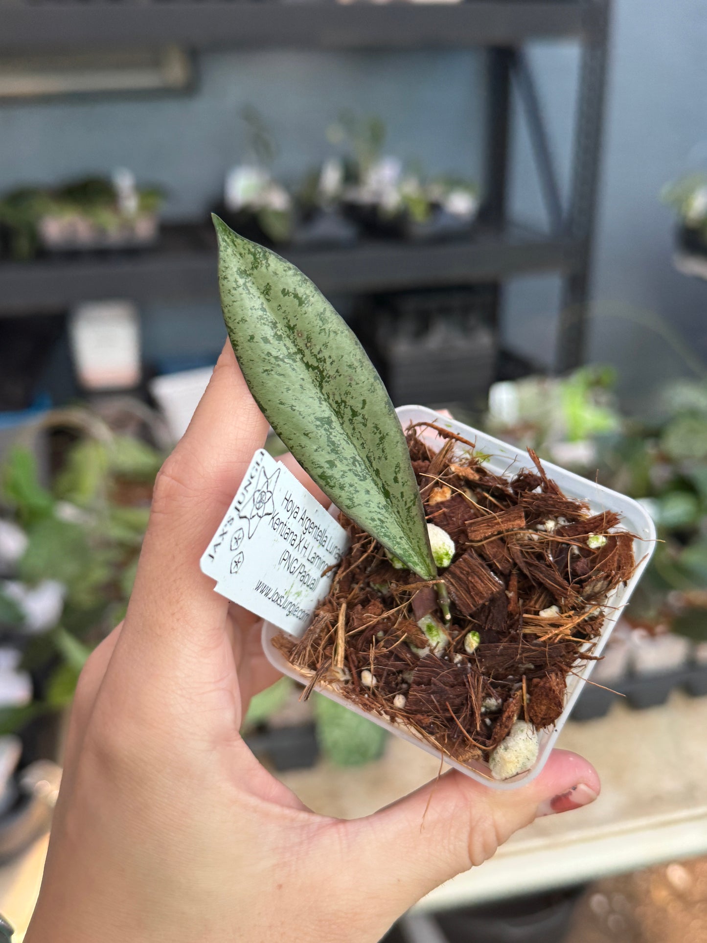 Hoya 'Argentella Luna' (H. Kentiana X H. Lamingtoniae (PNG/Papua))