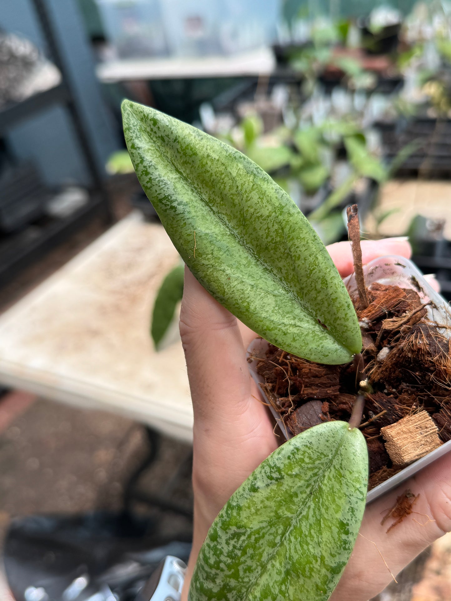 Hoya Jita (silver, variegated) 'Autumn Guava'