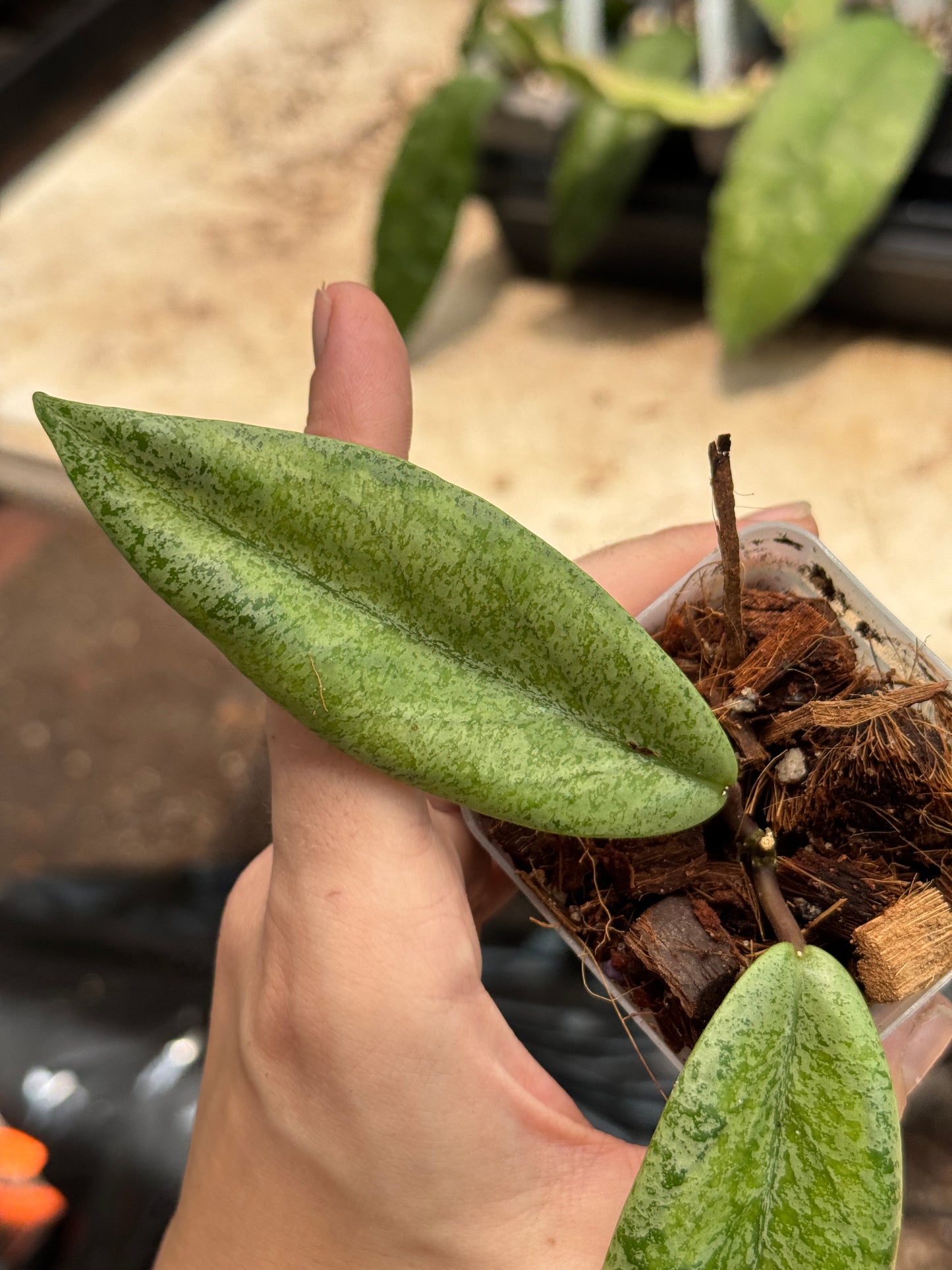 Hoya Jita (silver, variegated) 'Autumn Guava'