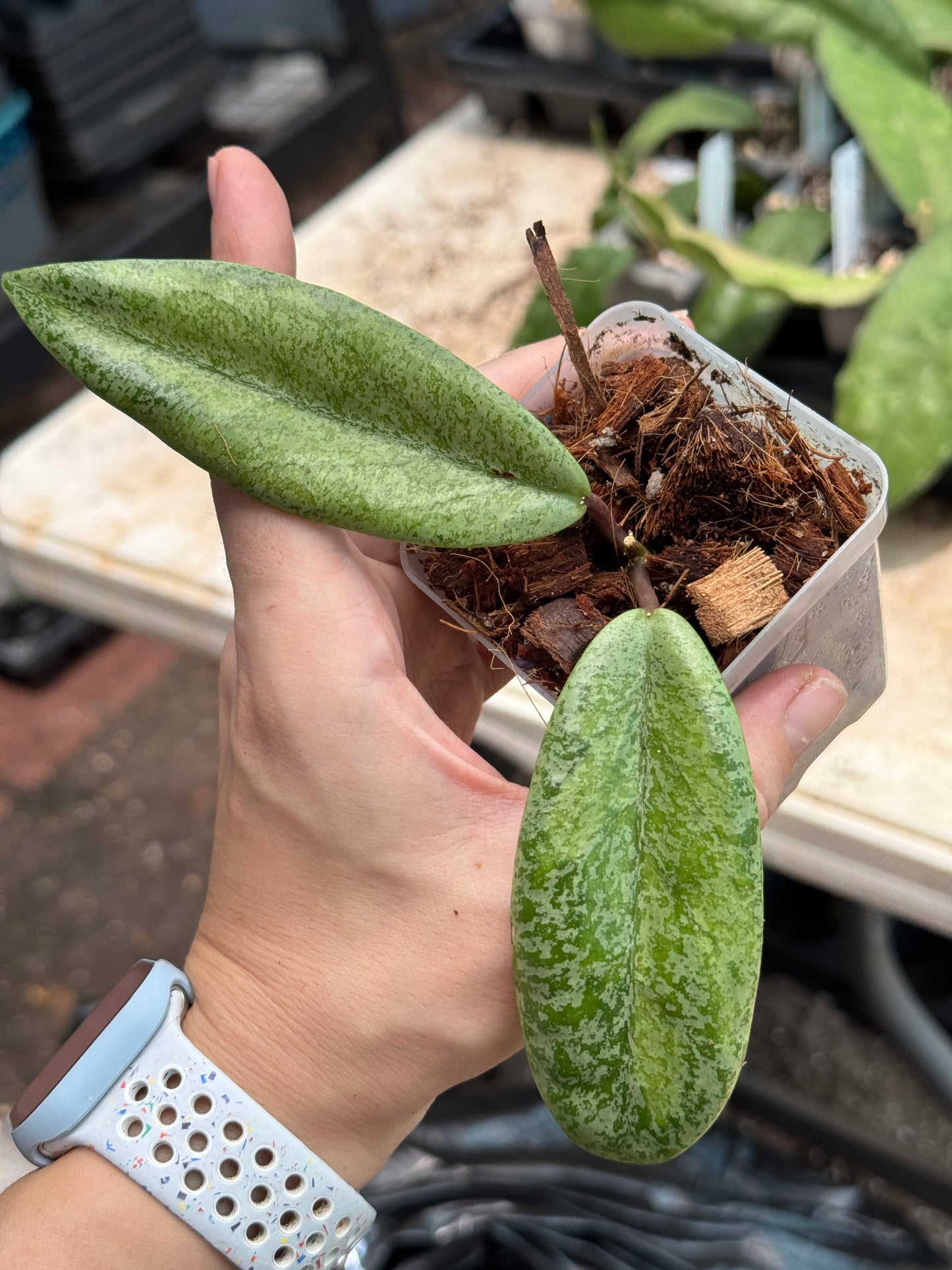 Hoya Jita (silver, variegated) 'Autumn Guava'