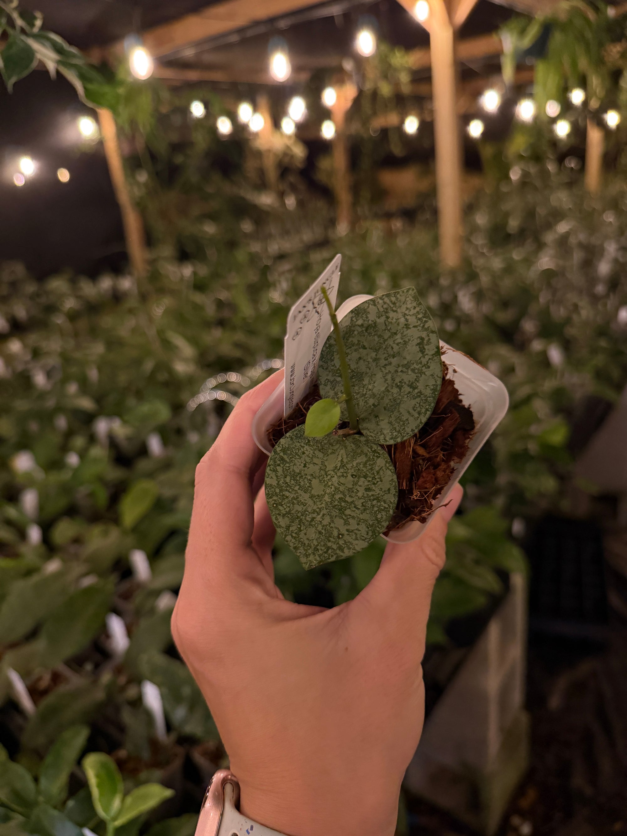 Hoya elliptica x Hoya imbricata (Silver)