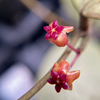 Hoya sp. trenggalek 'Menak Sopal' (Silver)