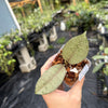 Hoya 'Moon Blush'
(Hoya aff. vitellina × Hoya sp. Sumbawa)