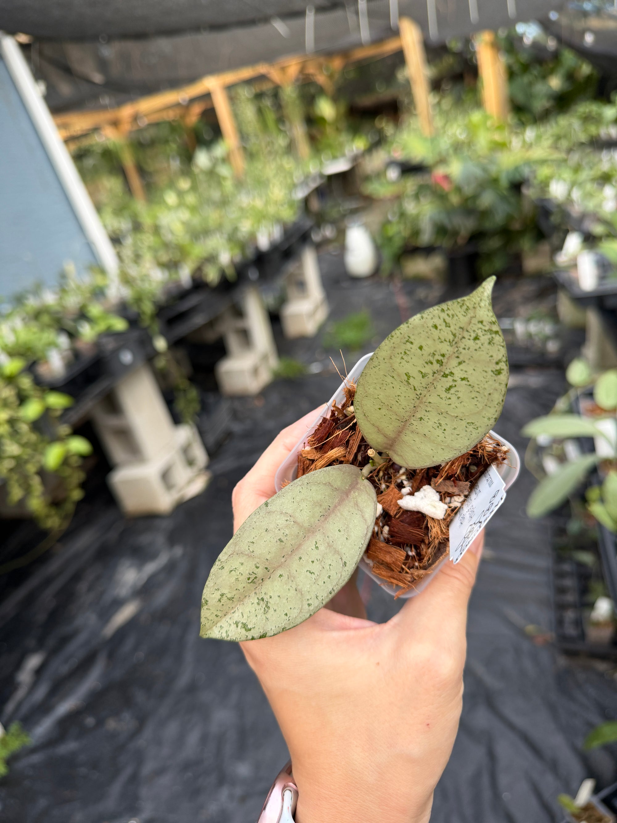 Hoya 'Moon Blush'
(Hoya aff. vitellina × Hoya sp. Sumbawa)