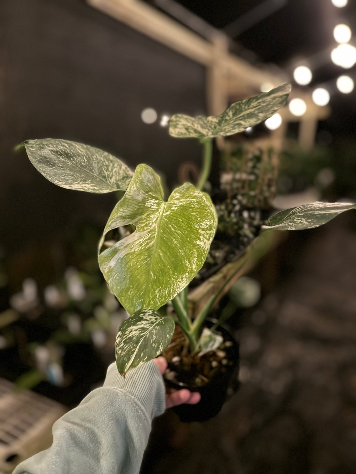 Monstera deliciosa mint variegated (large form)