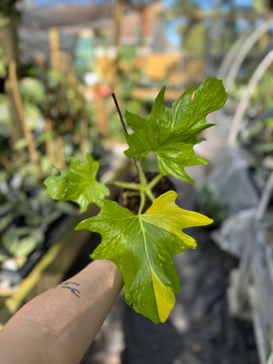 Philodendron warscewiczii aurea variegated