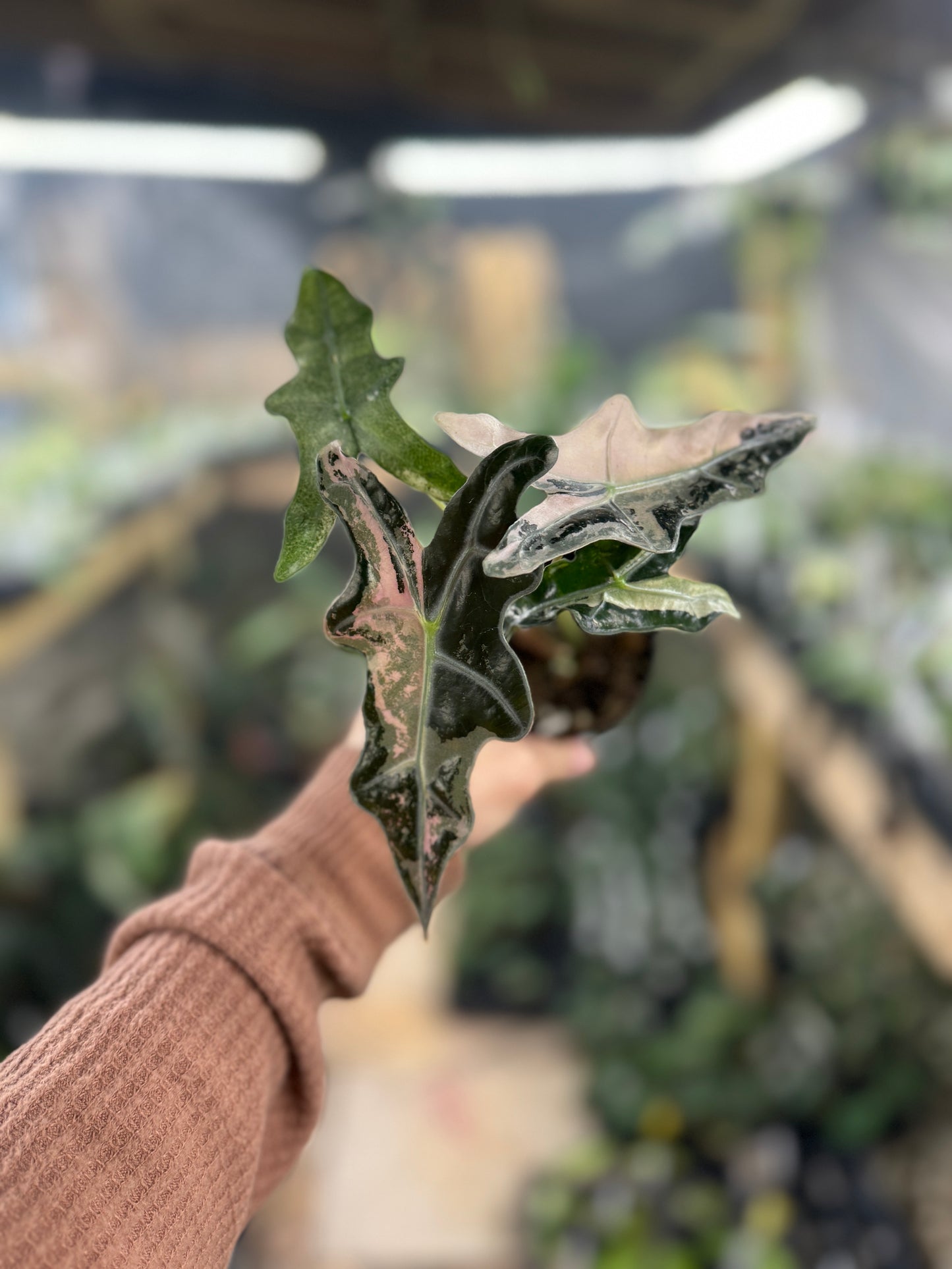 Alocasia Nobilis Pink Variegated