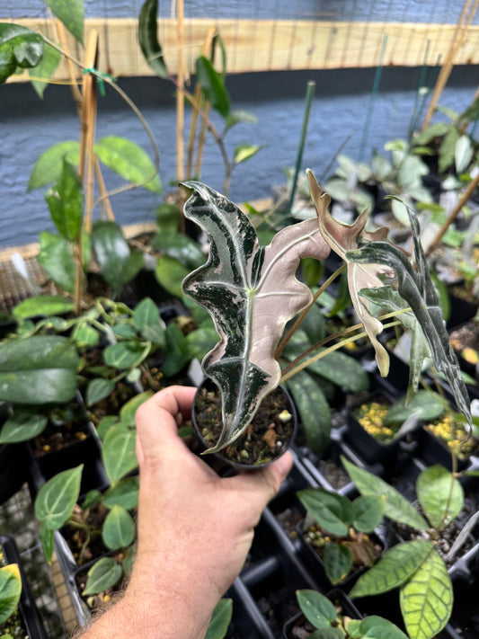 Alocasia Nobilis Pink Variegated