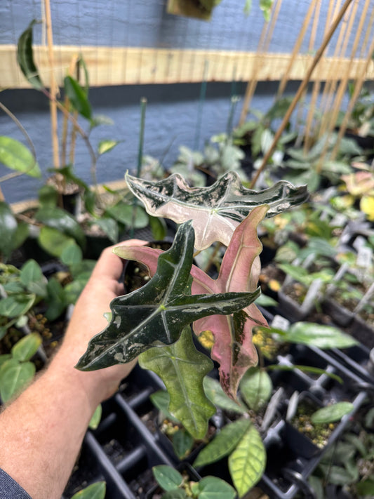 Alocasia Nobilis pink variegated