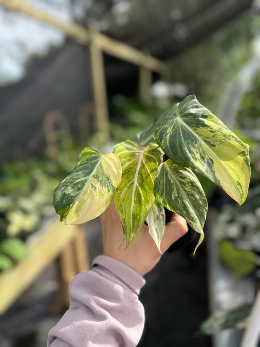 Philodendron gloriosum variegated