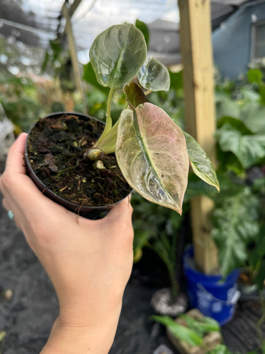 Alocasia cuprea variegated