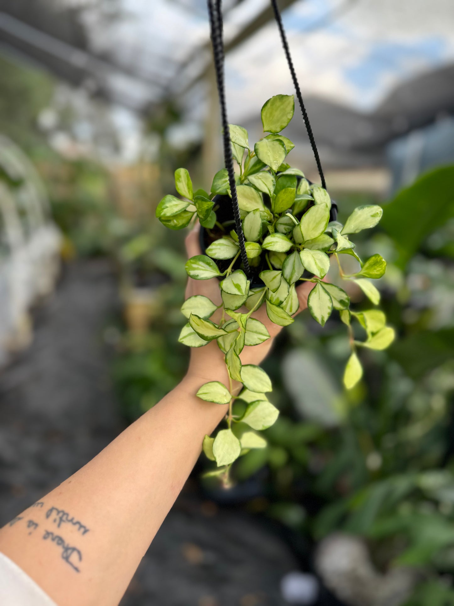 Hoya heuschkeliana variegated hanging basket