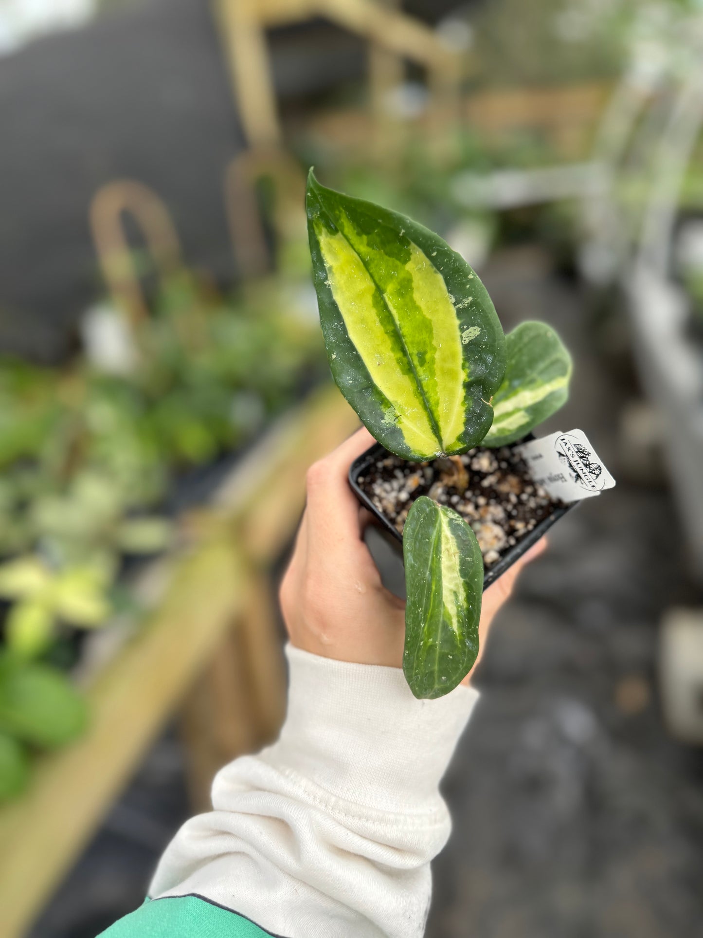 Hoya latifolia 'Queensy'