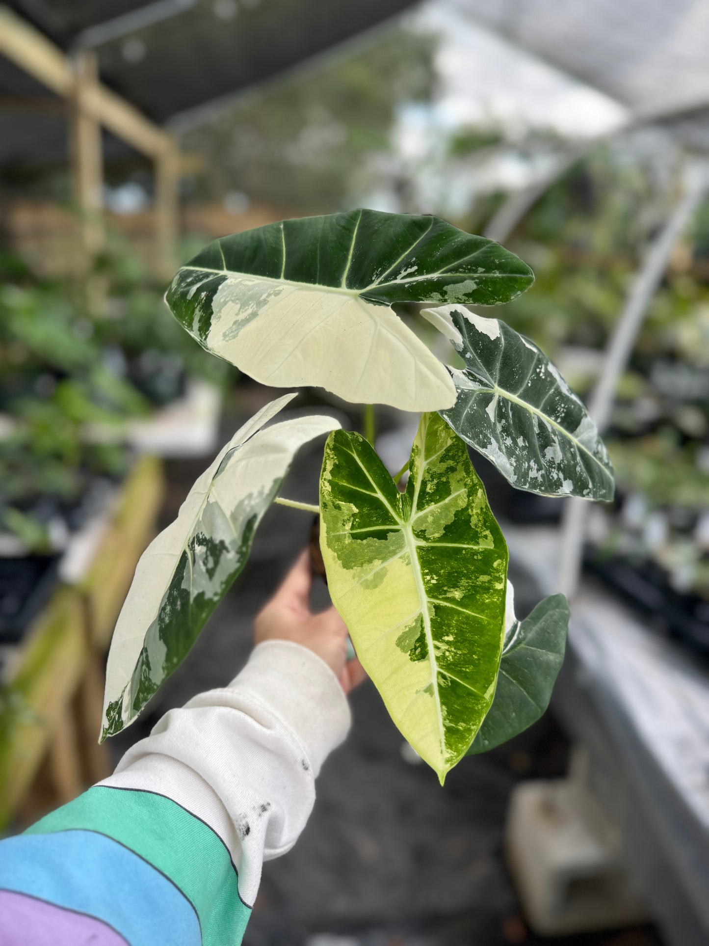 Alocasia Frydek Variegated