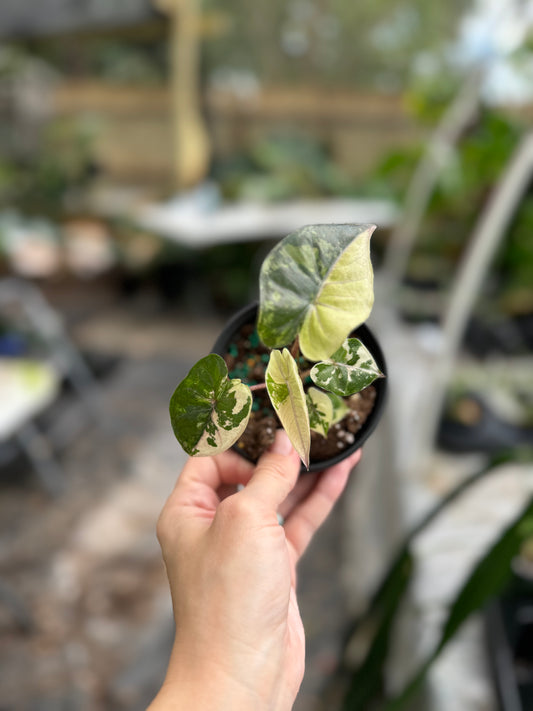 Alocasia yucatan princess